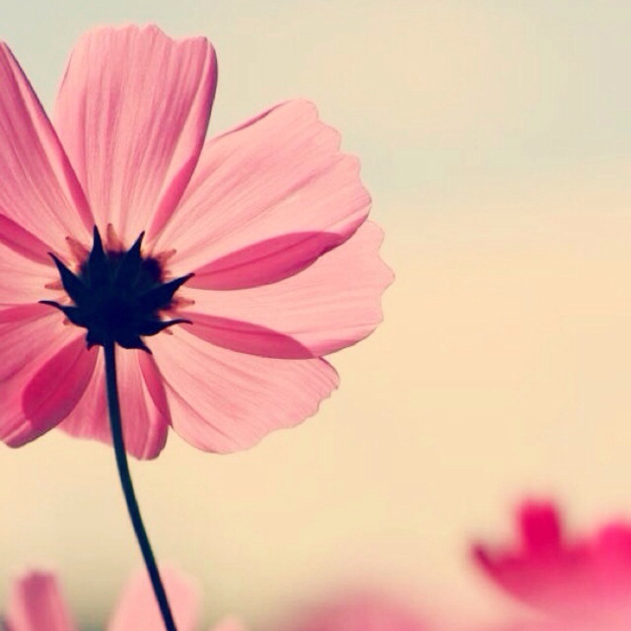 You Are Beautiful In Your Own Way ♡