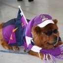 tigers_storm's profile picture. 