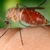 Natural garlic-based insect repellent chases out mosquitoes, fleas, ticks, and gnats for 1 month and more. One gallon covers half an acre for the whole season!
