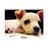 JesseJessered4's profile image