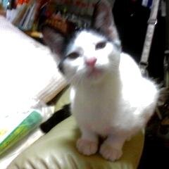 猫様9匹と毎日ドタバタとにぎやかに生活しているアラフォーのフリーターです。一昨年初めての乳ガン検診で小さいガンが見つかり約一年間の闘病生活を過ごし現在経過観察中。ガン保険に入ってなかったので莫大な治療費を返済しながらギリギリの生活を周りの人に支えられ、奮闘中です。