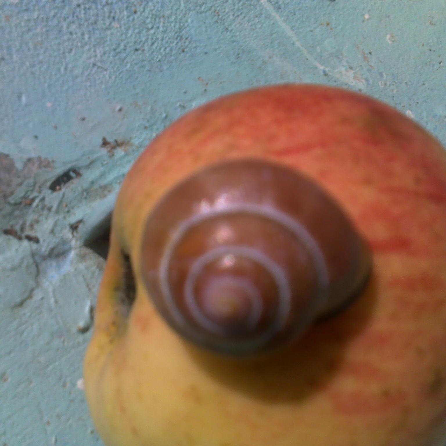 PhiSonge's profile picture. 