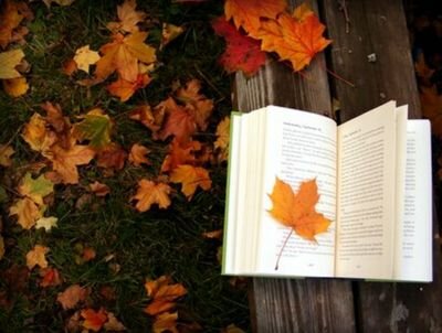 MapleMeet's profile picture. 메이플 관련 소개봇입니다. 홍보부탁하기전 별통필독이에요