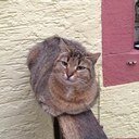 Anni_Lilly's profile picture. WWE Fangirl
Avi is my cat Lily...
15.4.13 Ricardo Rodriguez replied to me....And I'm still freaking out about that :))