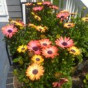 Ann Spooner - @AnnSpooner1 - Twitter