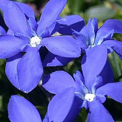 Gentian