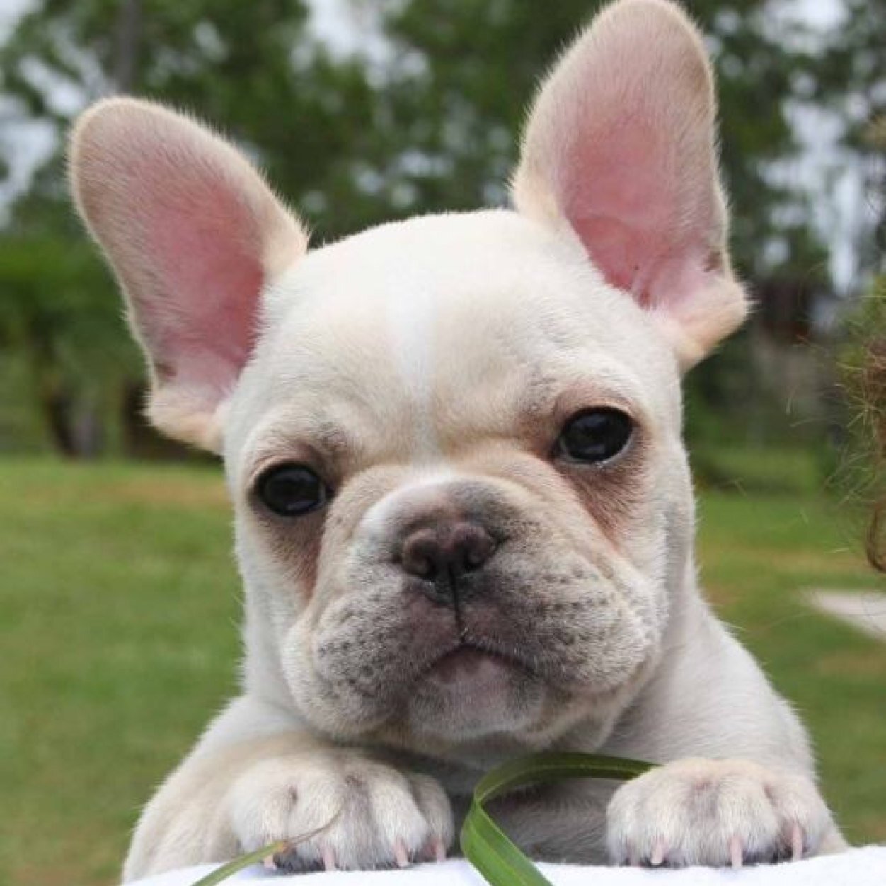 Woof, I'm winter. I'm a french bulldog puppy and I chase birds. Including the twitter birds.