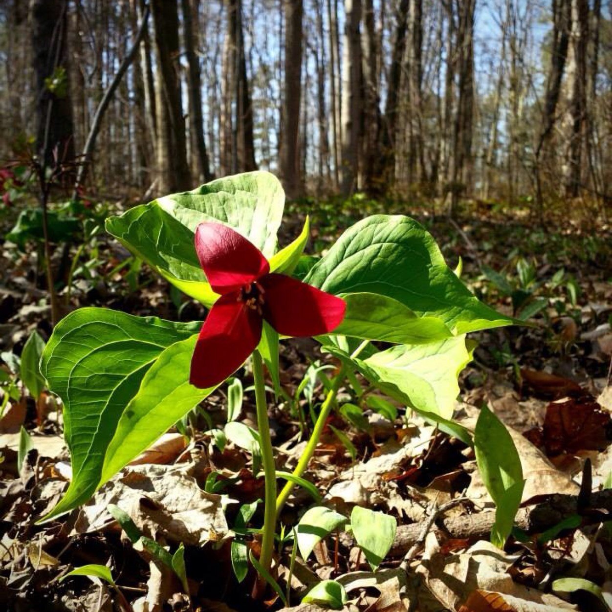 MidnightPupster's profile picture. I love Nature and archeology...as well as other things!