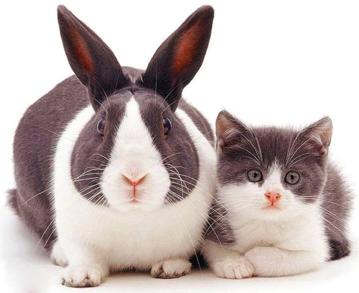 DevelopersApi's profile picture. t manager