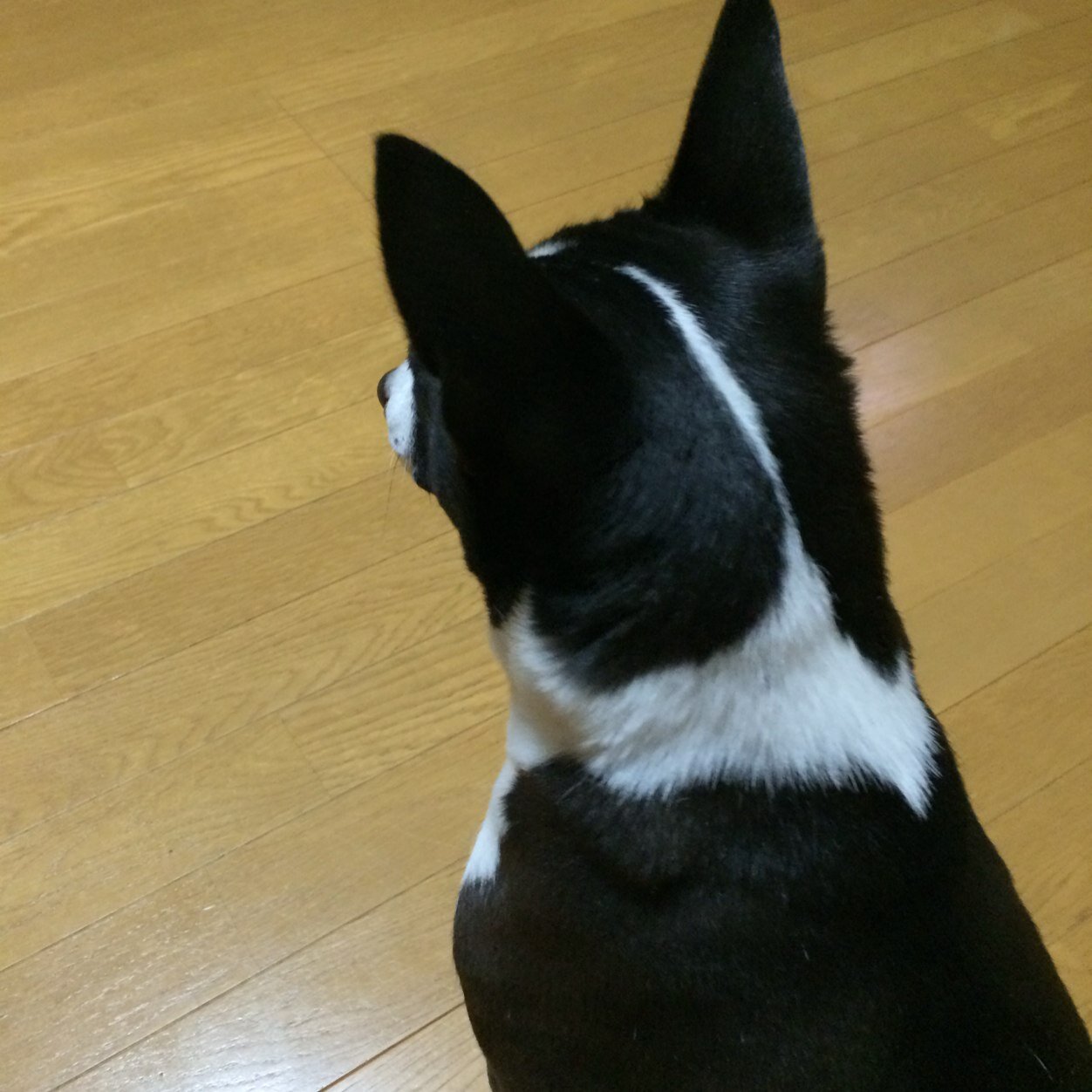 メタボなバセンジー小春さん。だってお散歩嫌いなんだもの〜〜！お家でお布団に包まれてたいのです（≧∇≦）