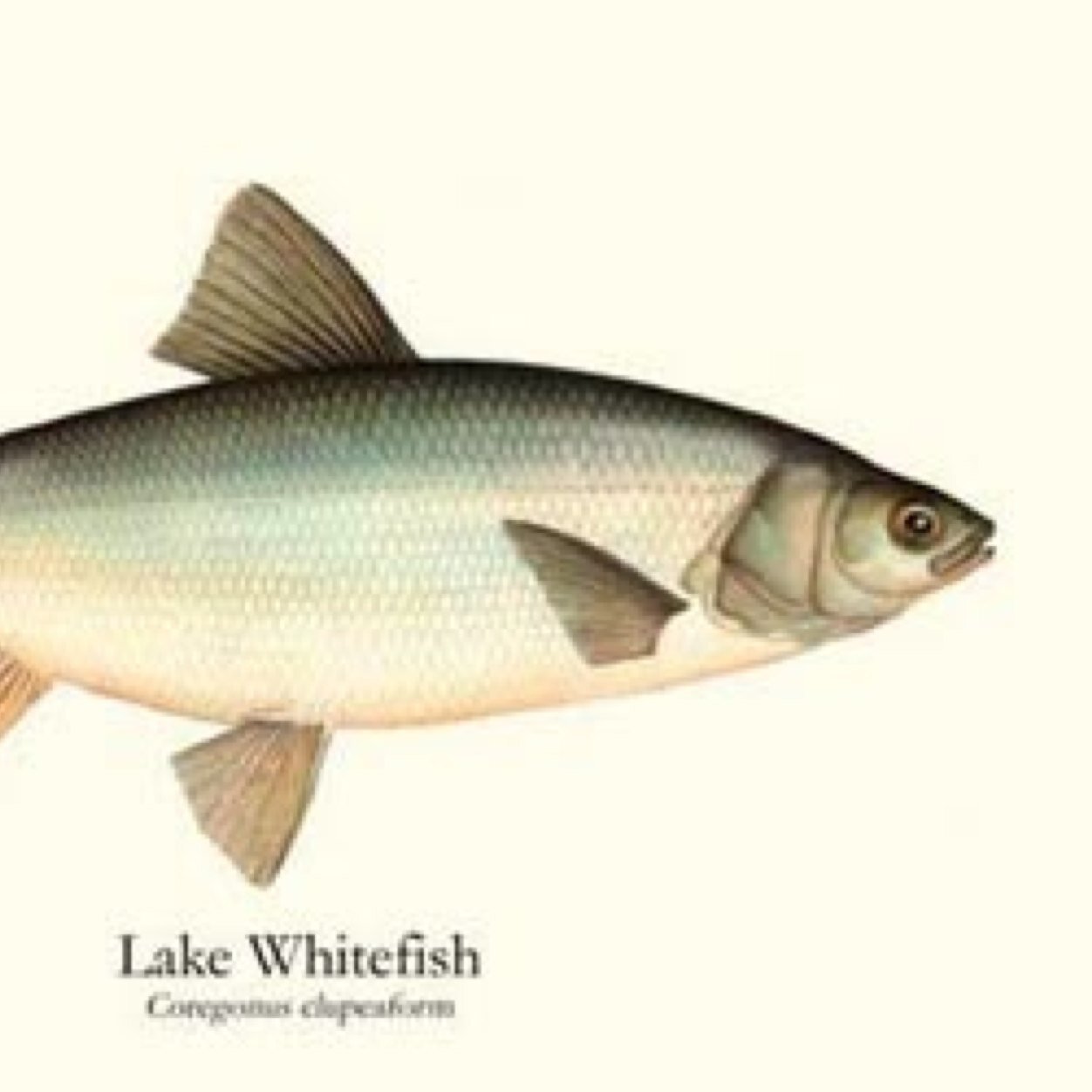 The Great Lakes Chefs Alliance is dedicated to the conservation of the Great Lakes and its watershed as a regional food source.