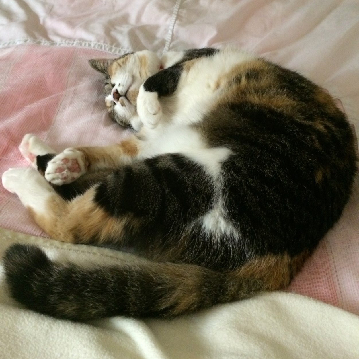 593tmy's profile picture. 