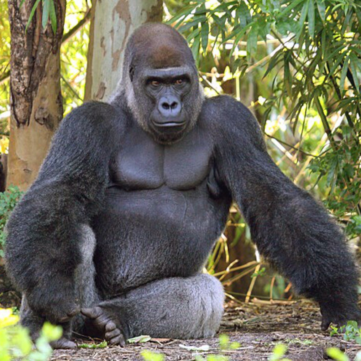 Go_Go_Gorilla Profile Picture