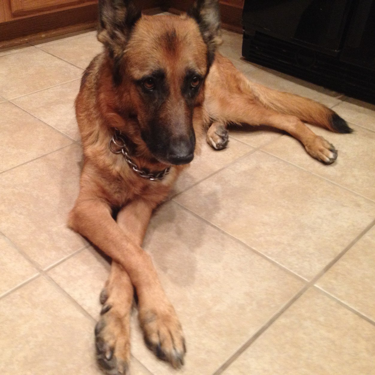 LaFosseJaden's profile picture. I love animals.Music, animals, and running are some of the best things in life.Katie and Icky Vicky are bae❤️.