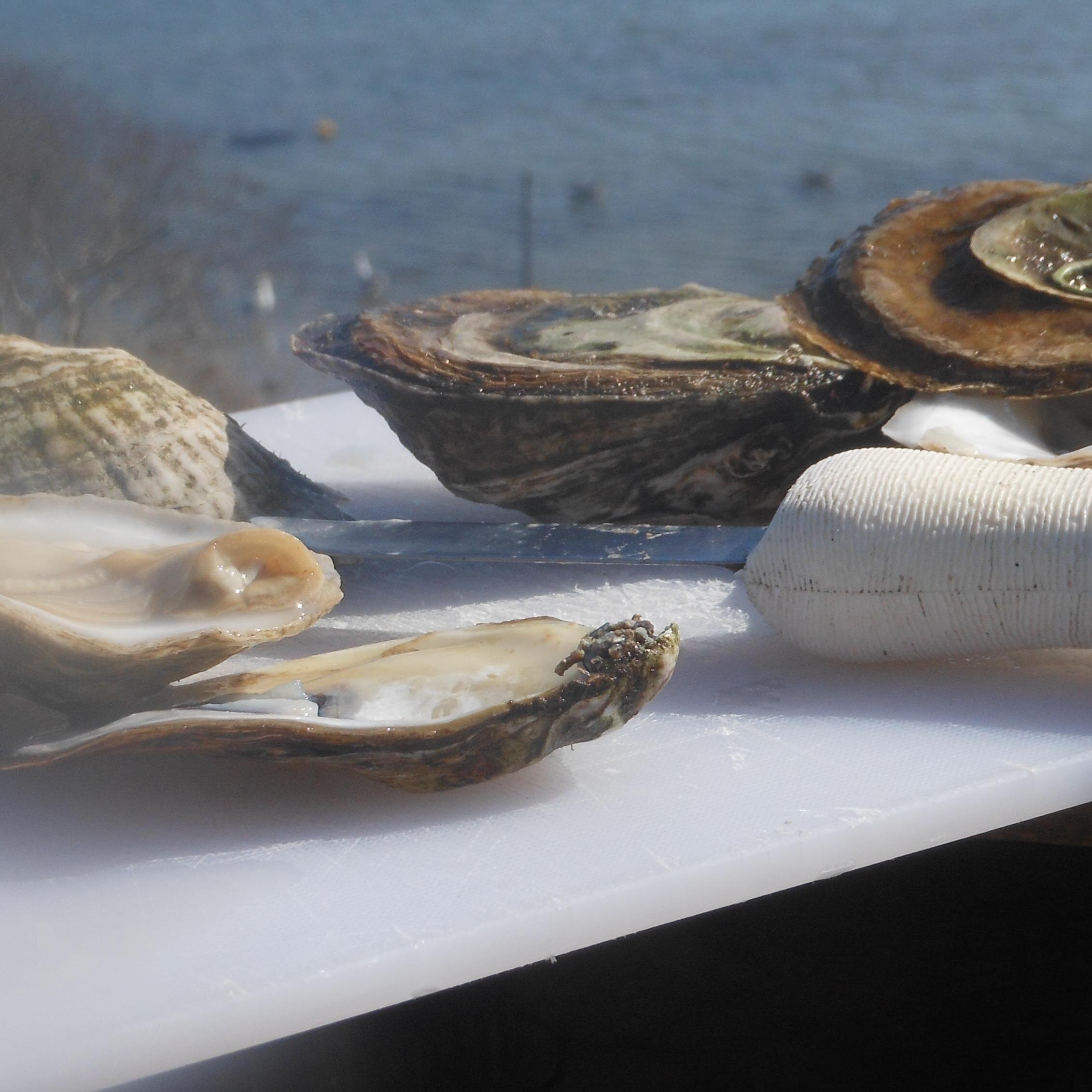 Bluff Hill Cove Oyster Farm

Instagram @bluffhillcoveoyster