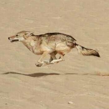 هائم على وجهي