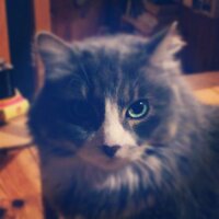 Moontain (@moontain) 's Twitter Profile