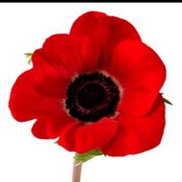 Jemima's place fund (@jemimas_fund) 's Twitter Profile
