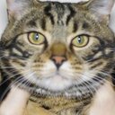 Dan Koss - @Dan_Koss - Twitter