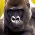 Jason Morgan (@art_wildlife) Twitter profile photo