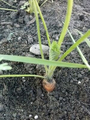 SHornostaj's profile picture. Chef - Entrepreneur - Catering - Event Planning