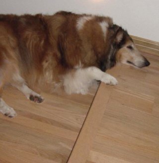 Michael94845903's profile picture. blessed by GOD, father, grandfather, great grandfather, married to the same woman since i was 20. #Arduino tecky #MAGA