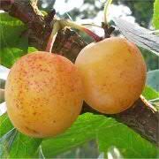 We are a specialist grower of unusual fruit and nut tree varieties, from around the world. We have selected those that have flavour and taste.