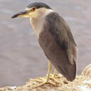 Naomi Ruff - @naomiruffdraft - Twitter