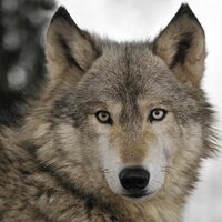 Wolfman(@Solutionwolf11) 's Twitter Profile Photo