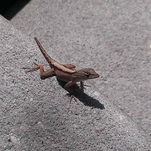 HamsterMoo's profile picture. Mum to 2 boys, reliving the school days as an LSA