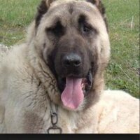 Süleyman Yıldırım (@bab9cfa1261340a) 's Twitter Profile