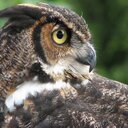 C W Aldrich - @ChadAldrich - Twitter