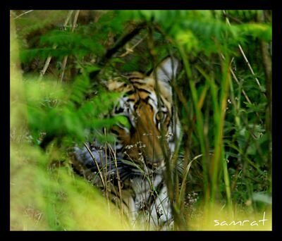 samratmukerji's profile picture. an adventurous vagabond