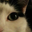 My views & my Cats' views only! Princess Mog & Louis Skywalker #VoteLabour2024 #ClimateChangeIsReal 🌍#TeamWandC👑 #NeverAgain “Fiat justitia, ruat caelum...”