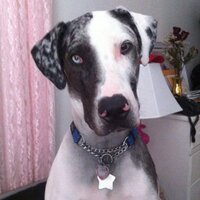 Flayla the Pup (@flaylaflay) 's Twitter Profile