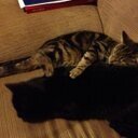 kitty_katie26's profile picture. 