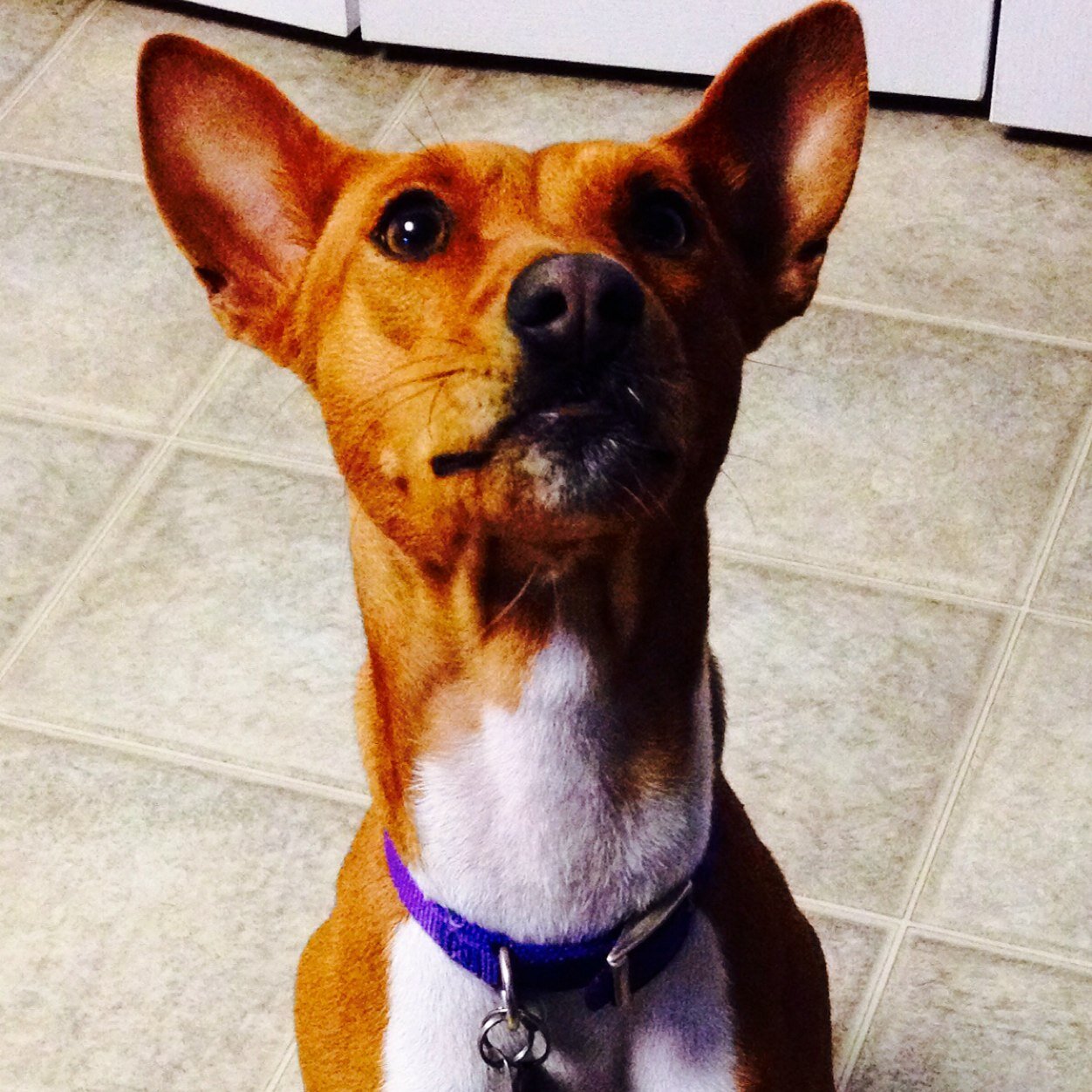 I am a 1 1/2 yr old basenji and meat is my favorite food.