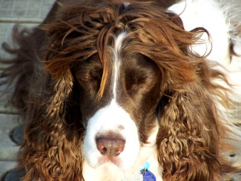 Rusty is an English Springer Spaniel living in the PNW. He loves sleeping in the sun and hanging out with his best friend, 10 year old Elayne.