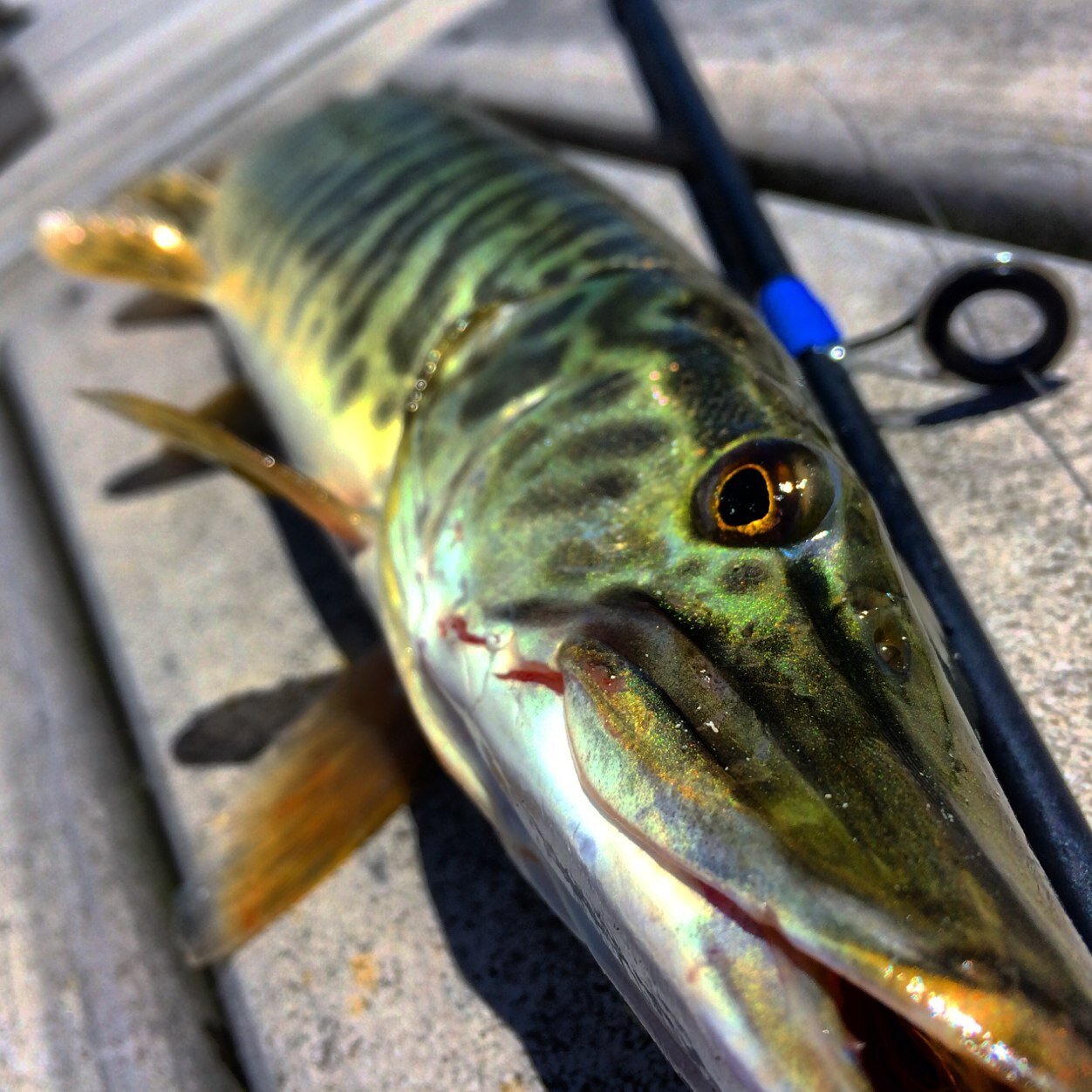 Calm Waters Fishing Company. Your home for online fishing tournaments.