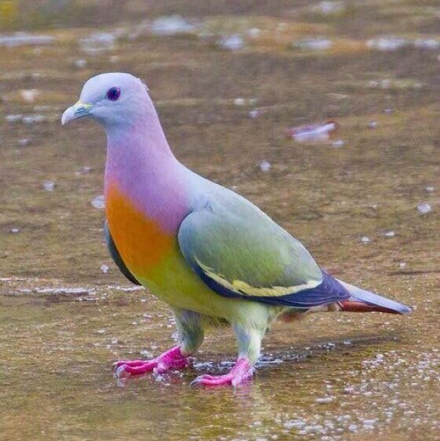 سبحان الله وبحمده،،،،،سبحان الله العظيم