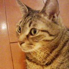 PrinceMamezou's profile picture. 猫。豹柄Mix。長い猫同盟会員。2001年生まれ。多摩川河川敷で人間に保護されたらしく正確な誕生日は不明。現在は下僕♂、下僕♀にかしずかれて暮らしておる。趣味はヤモリをいたぶること、毛づくろい。しかし毛づくろいが過ぎて禿げが広がっているのが下僕♀には悩みの種らしい。