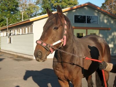 My favorite 馬と猫と珈琲とボサノバと野球。幸英明騎手を応援しています。 シャーリーマクレーンのように年を重ねたい♪