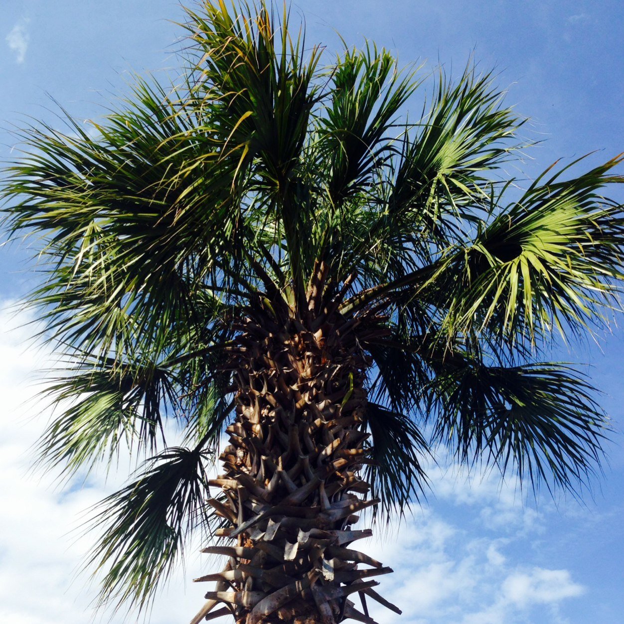 Pictures from around the beautiful Charleston, South Carolina | Submissions: scsights@icloud.com