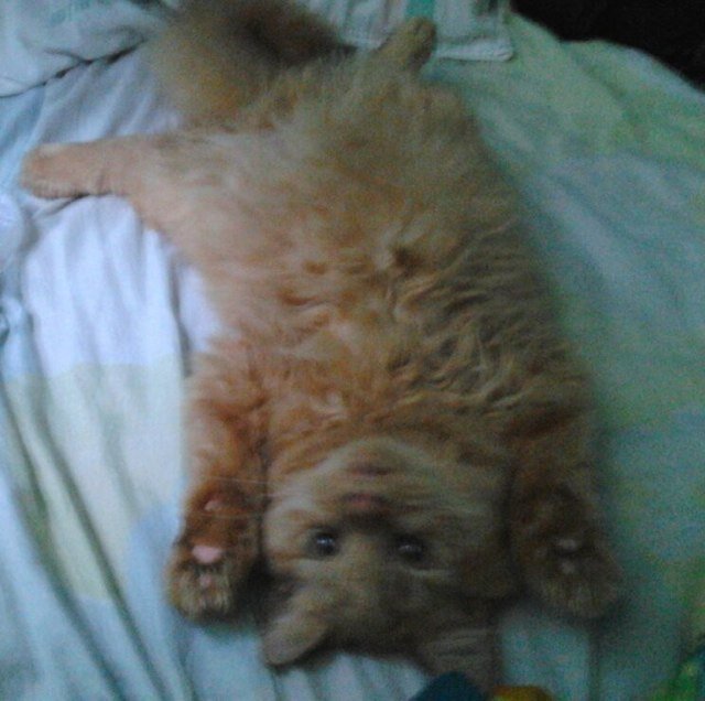 yurikaname12's profile picture. im an anime fantatic an online pc gamer PIU player booklover.. ilove having fun w/ my friends & would like to have more friends..