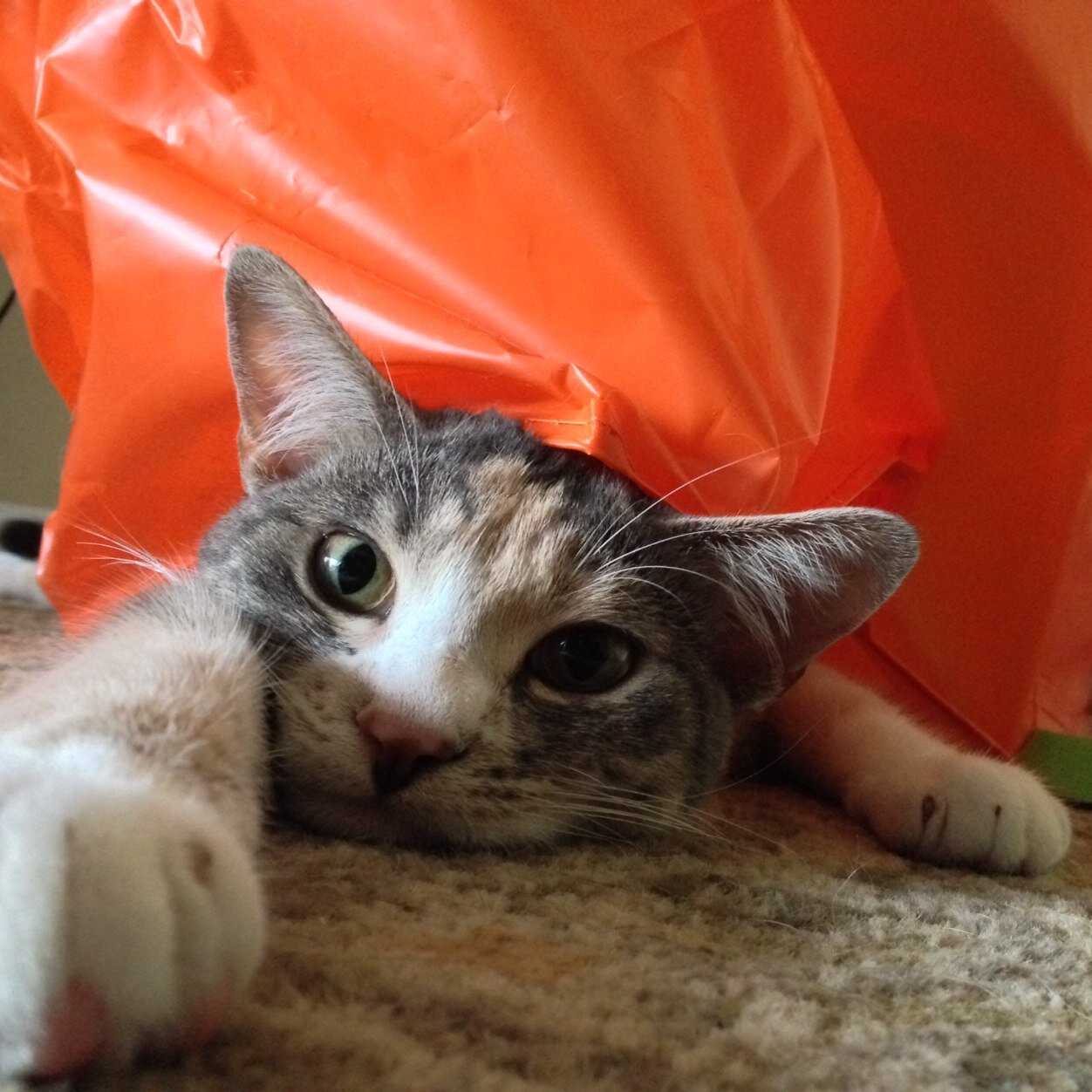 fransgoodvibes's profile picture. Healing Touch For Animals (HTA) is a holistic approach influencing the health and well-being of animals through energy and intention.