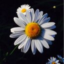 Daisy Patel - @TheNaniFlower - Twitter