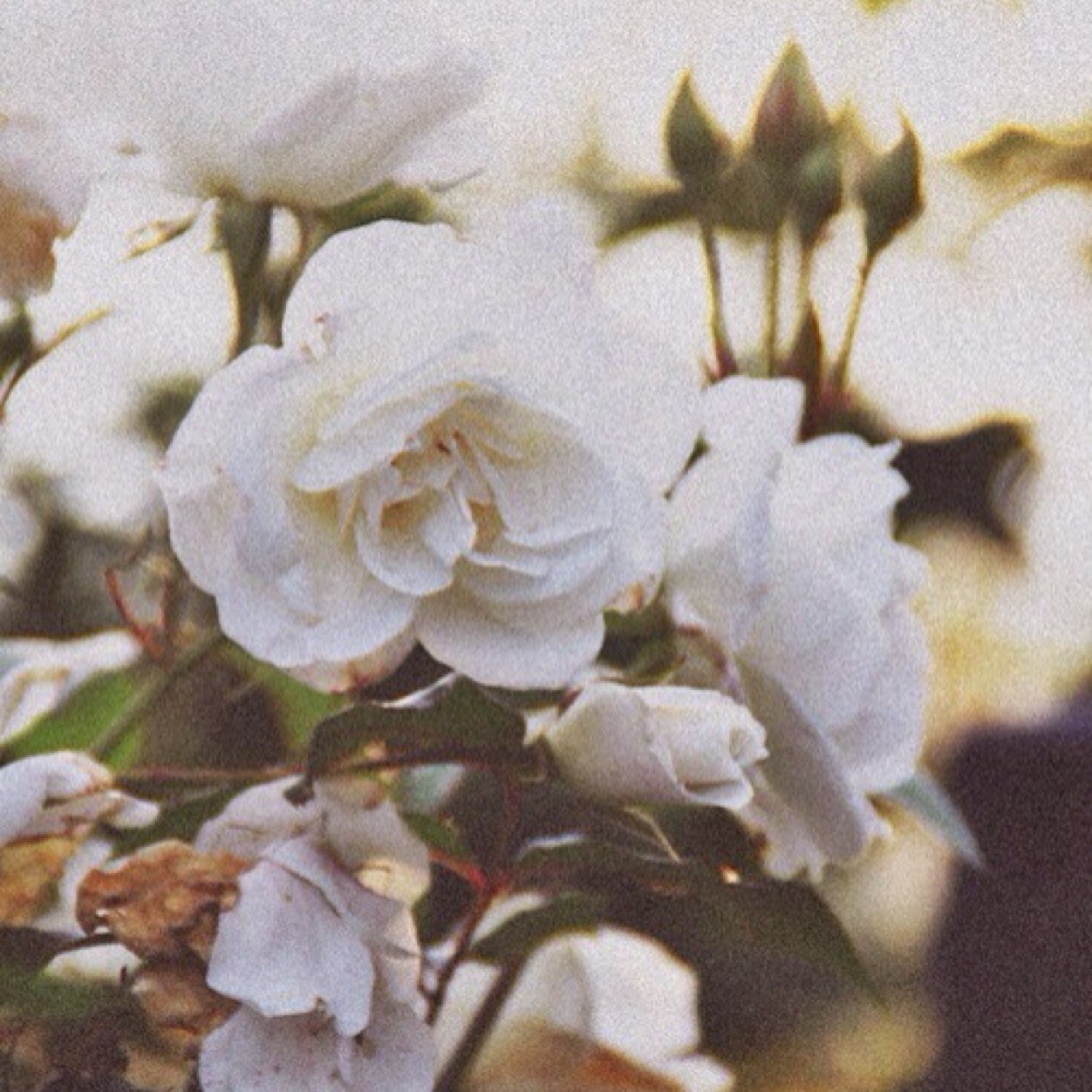 cubanafleur's profile picture. young blonde goddess