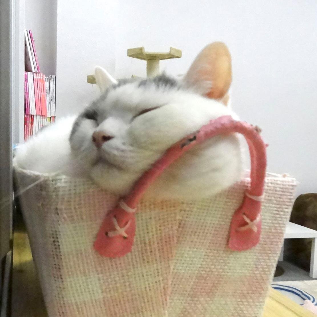 名古屋栄から徒歩8分!!夜9時までやってます。 里親募集中の猫もいます。みなさまからのご来店お待ちしてます(∩´∀`)∩