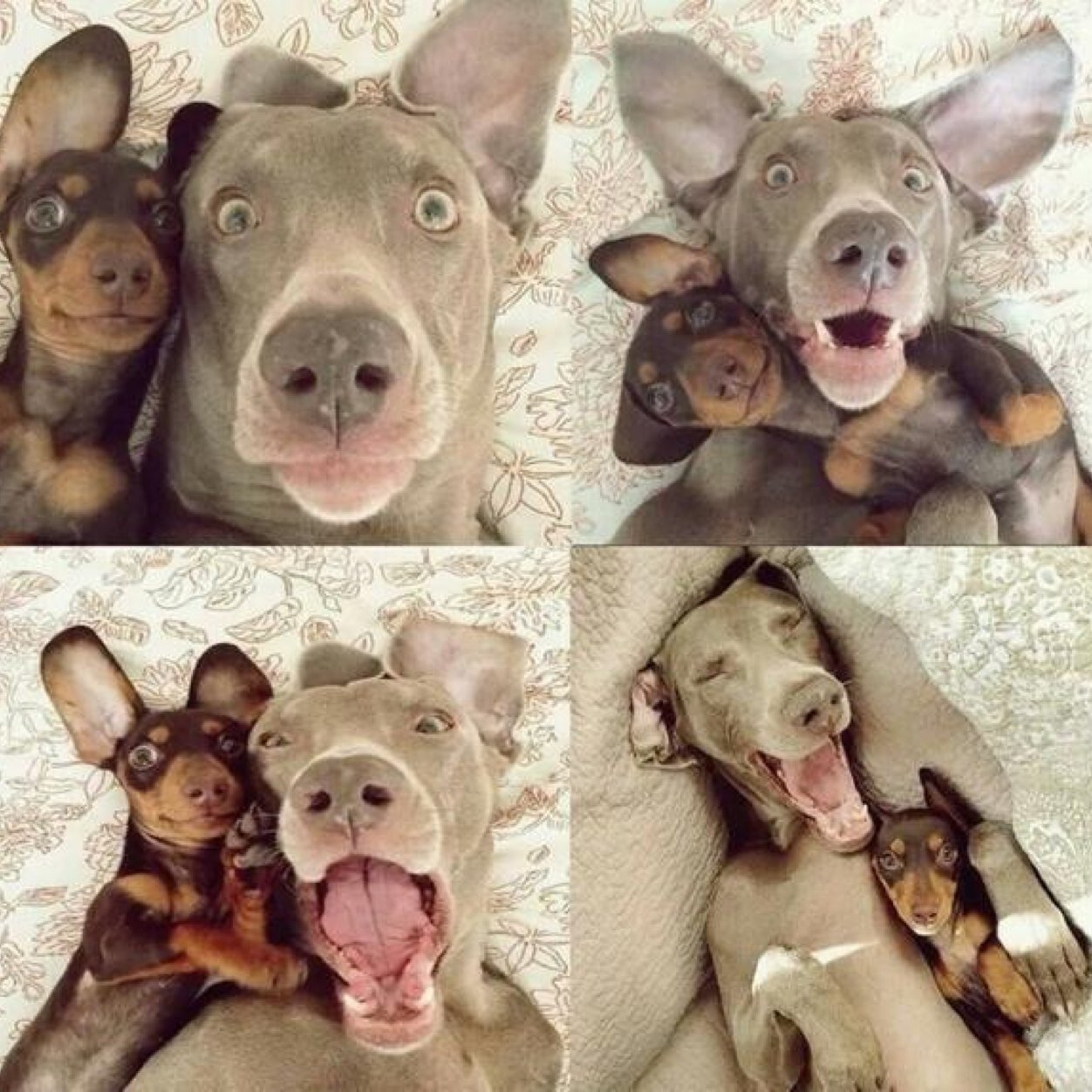 Amo a los animales, en especial a los perros!!!