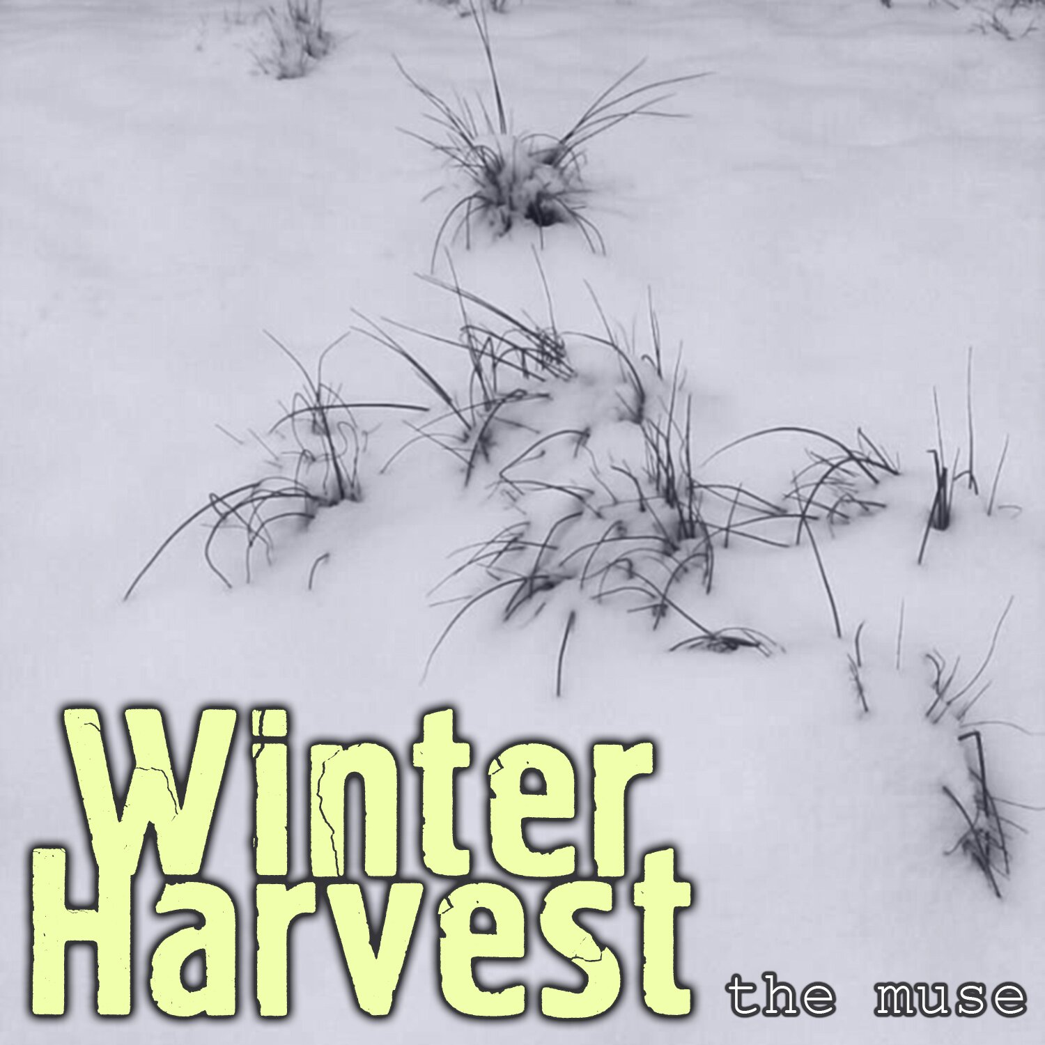 Winter Harvest